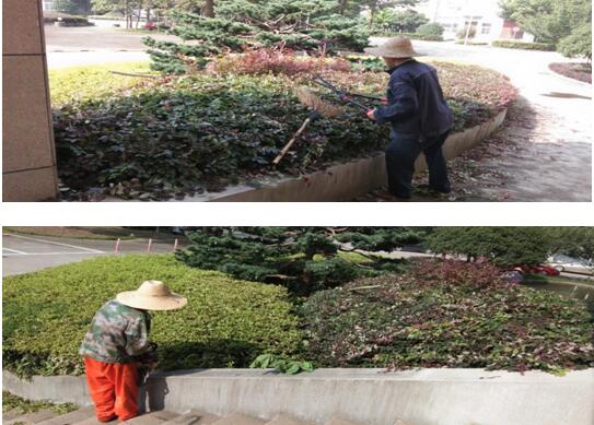 綠植修剪，美化環境